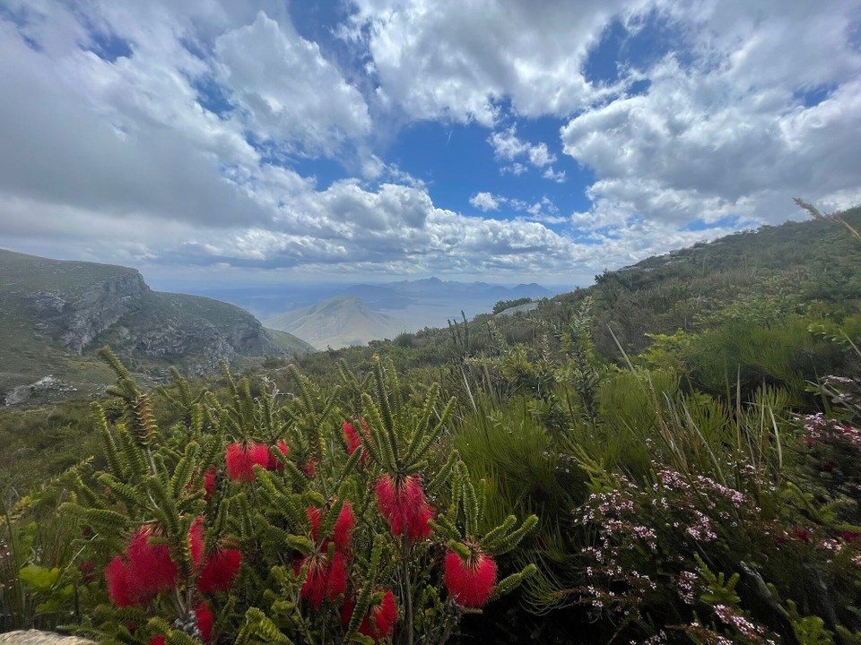 Australien - Stirling Range National Park - …und bunte Blumen.