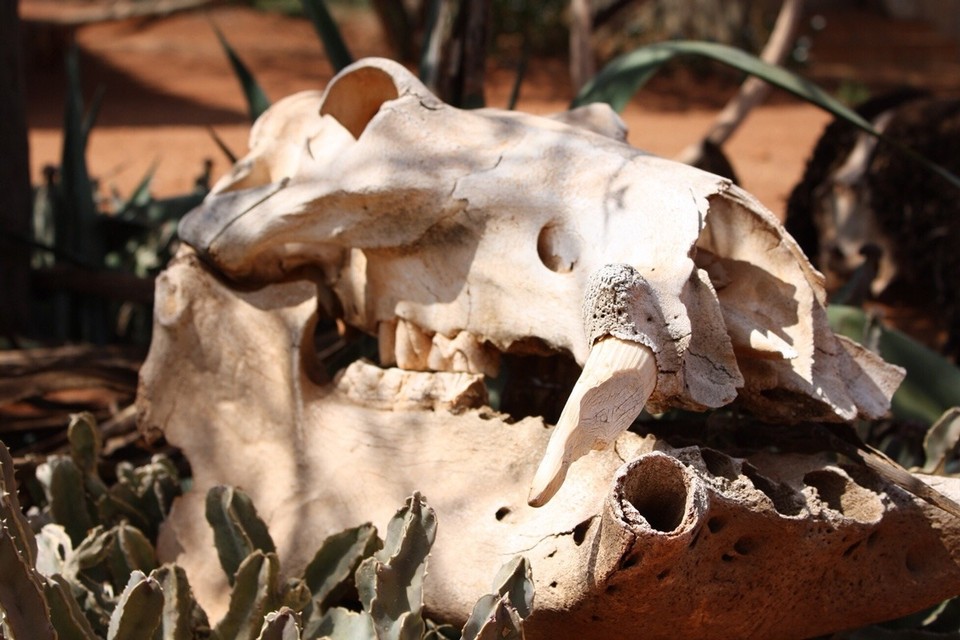 Kenia - Taita - 