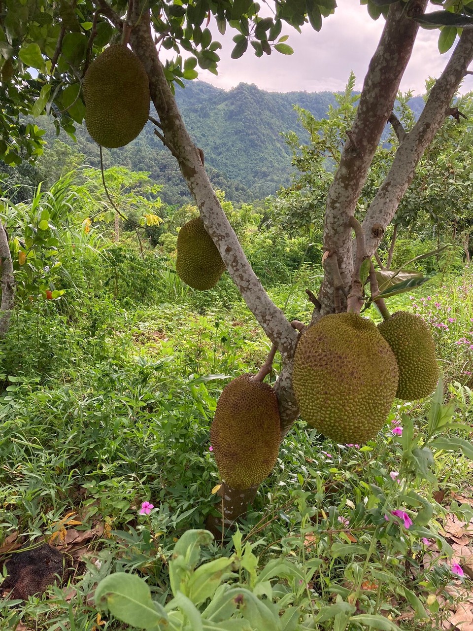 Vietnam - Vi Xuyen - Jackfruit