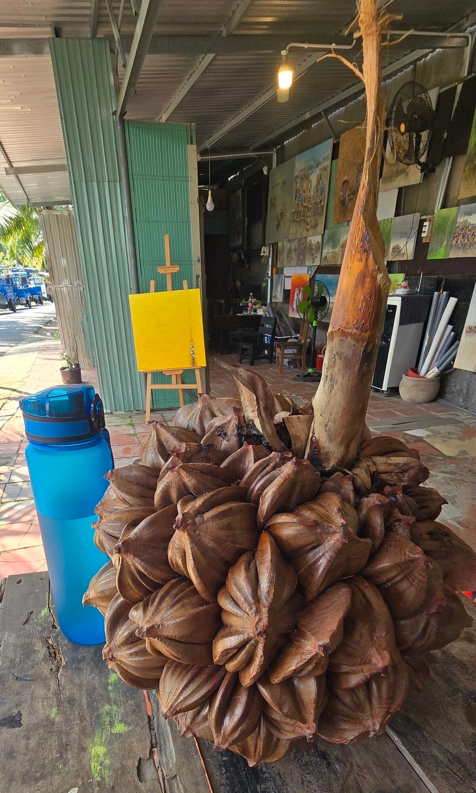 Vietnam - Ben Tre - Huge water coconut
