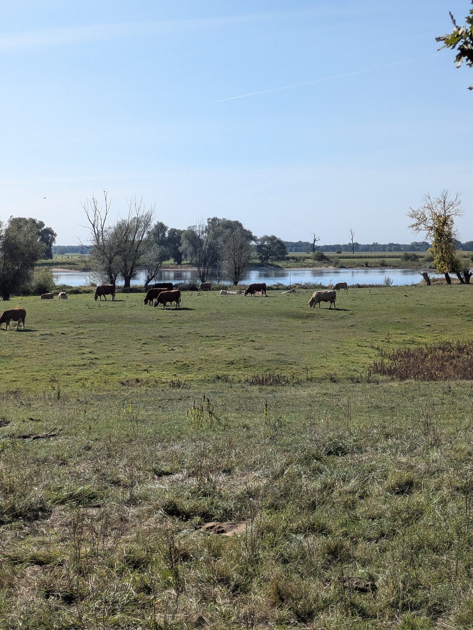 Deutschland - Havelberg - An der Strecke gibt es Unmengen Kühe, Schafe, Reiher, Rinder, Rehe und was weiß ich nicht noch alles.