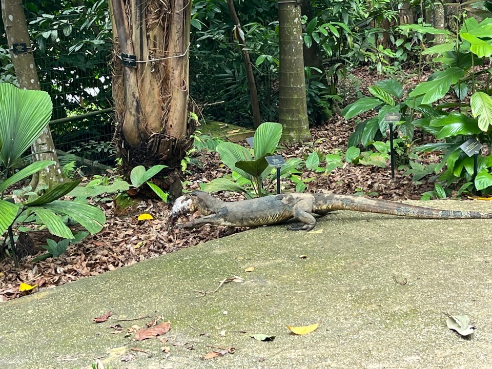 Singapur - Singapur - 