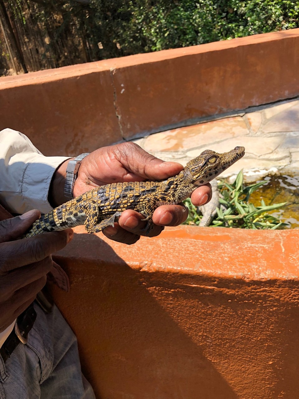 Namibia - Otjiwarongo - 