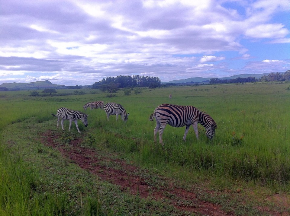 Swasiland - Lobamba - Tiere II