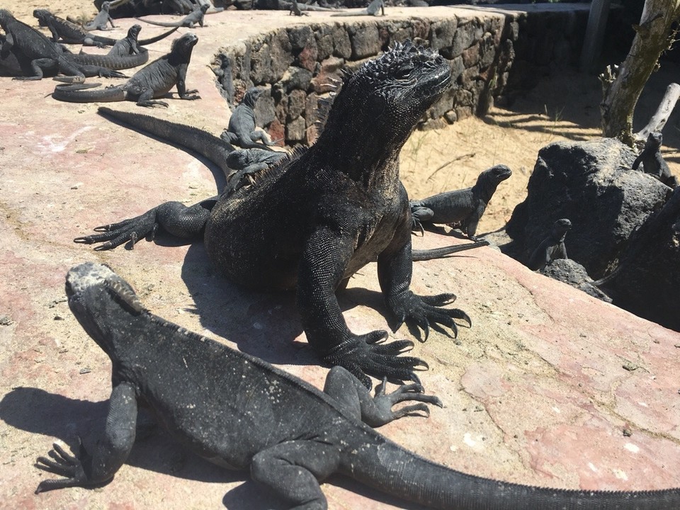 Ecuador - Isabela - 