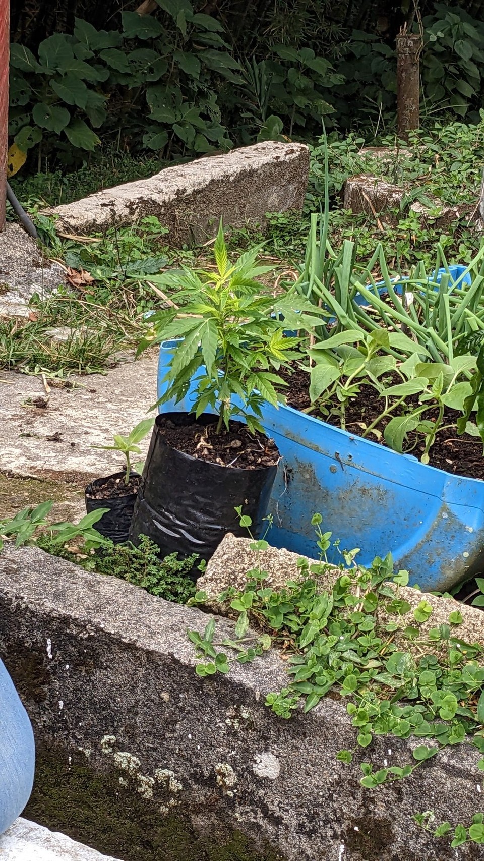 Kolumbien - Minca - Ei ei ei, was sehe ich da. In Kolumbien ist es erlaubt, 15 Marihuana Pflanzen zu besitzen, alles darüber ist illegal. 