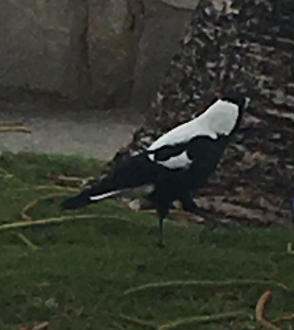 Australien - Glenelg - Flötenvogel