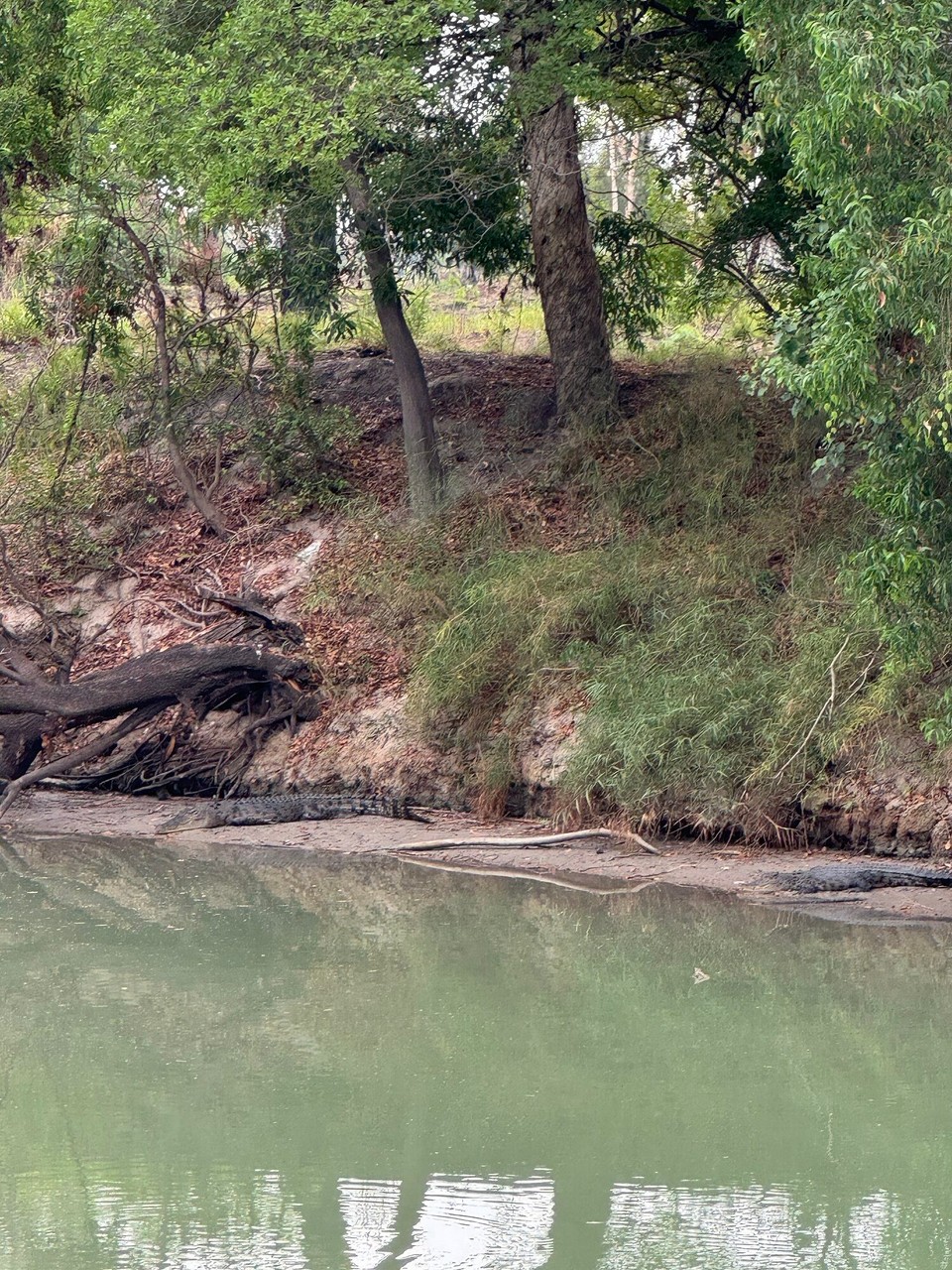 Australien - Kakadu - Dia zwei warten gmüatli, bis d Fluat isetzt unds Zmorga git.