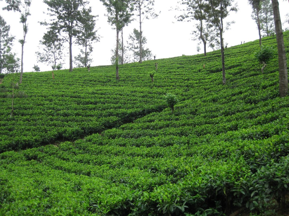 Sri Lanka - Ella - 