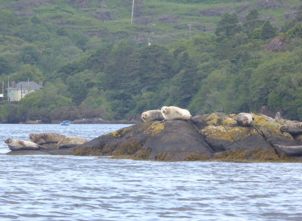 Ireland - Glengarriff - There are large numbers of Harbour Seals in the bay. Also known as common seals, they are brown, silvery white, tan or grey with distinctive v-shaped nostrils. An adult can attain a length of 1.85m and a mass of 168kg. Females outlive males (30-35 years versus 20-25 years).