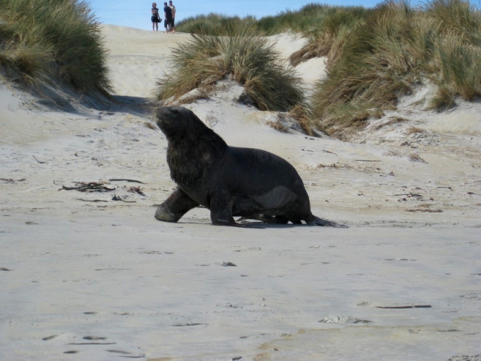 Neuseeland - Dunedin - Seelöwe
