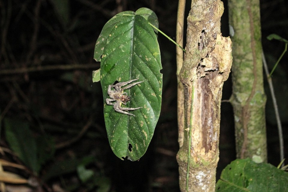 Peru - Puerto Maldonado - eine kleine Tarantula 