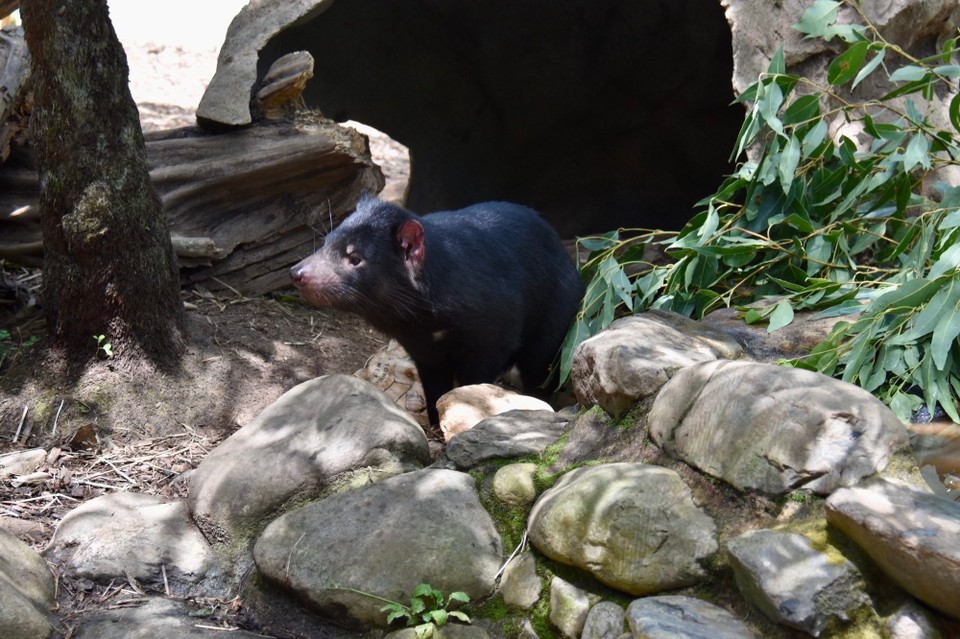 Australien - Kuranda - In einem Gehege waren sogar Tasmanische Teufel.