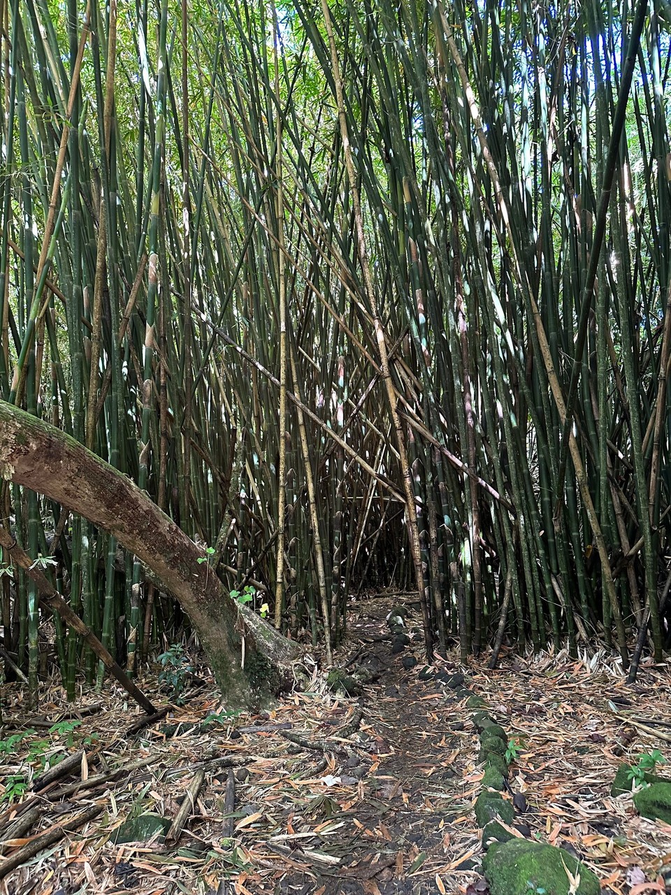 Französisch-Polynesien - Moorea-Maiao - der Weg durch den Bambuswald ist mit der  Machete frei gelegt