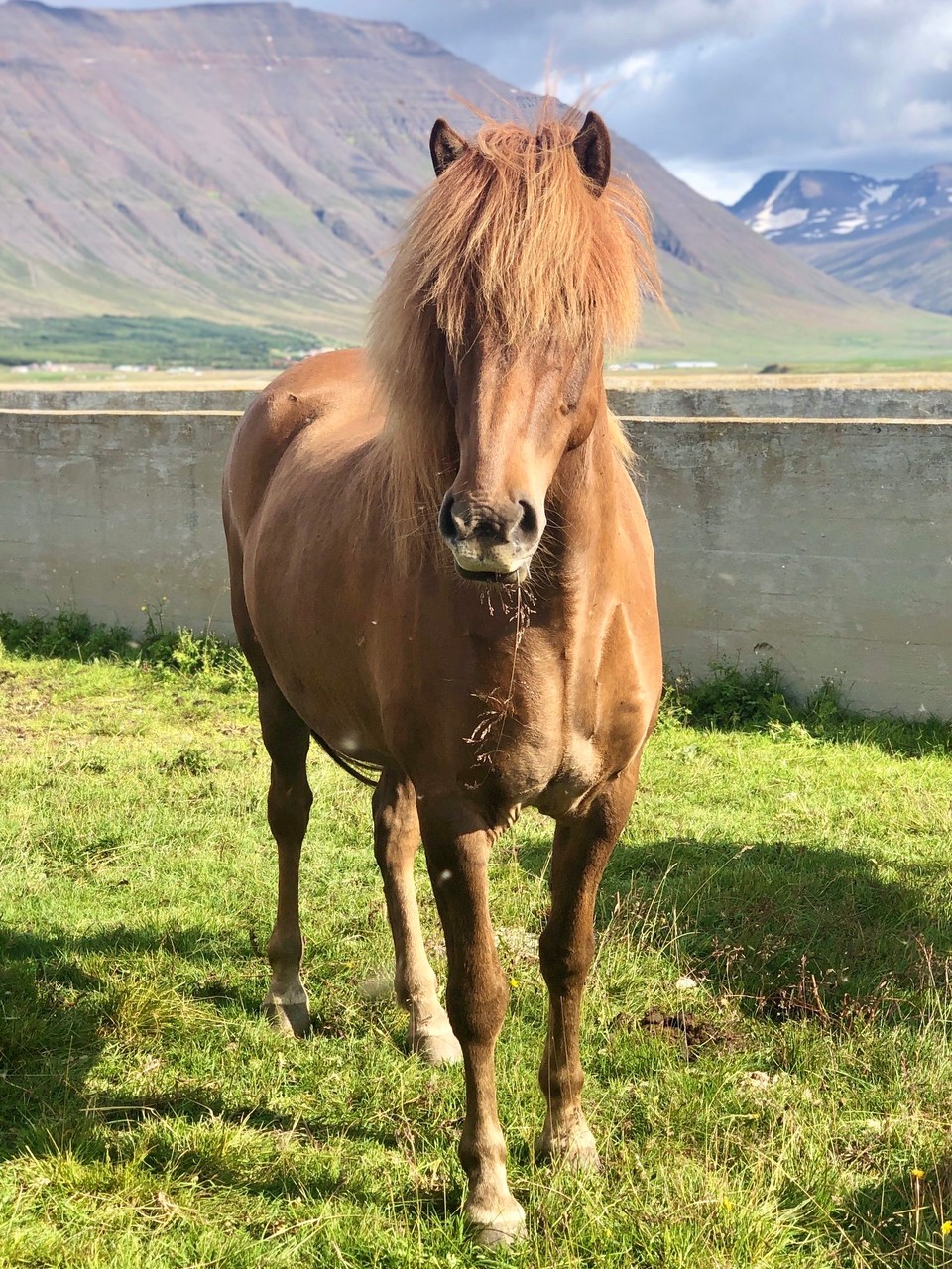 Island - Sveitarfélagið Skagafjörður - Und so viel wilde Mähne...