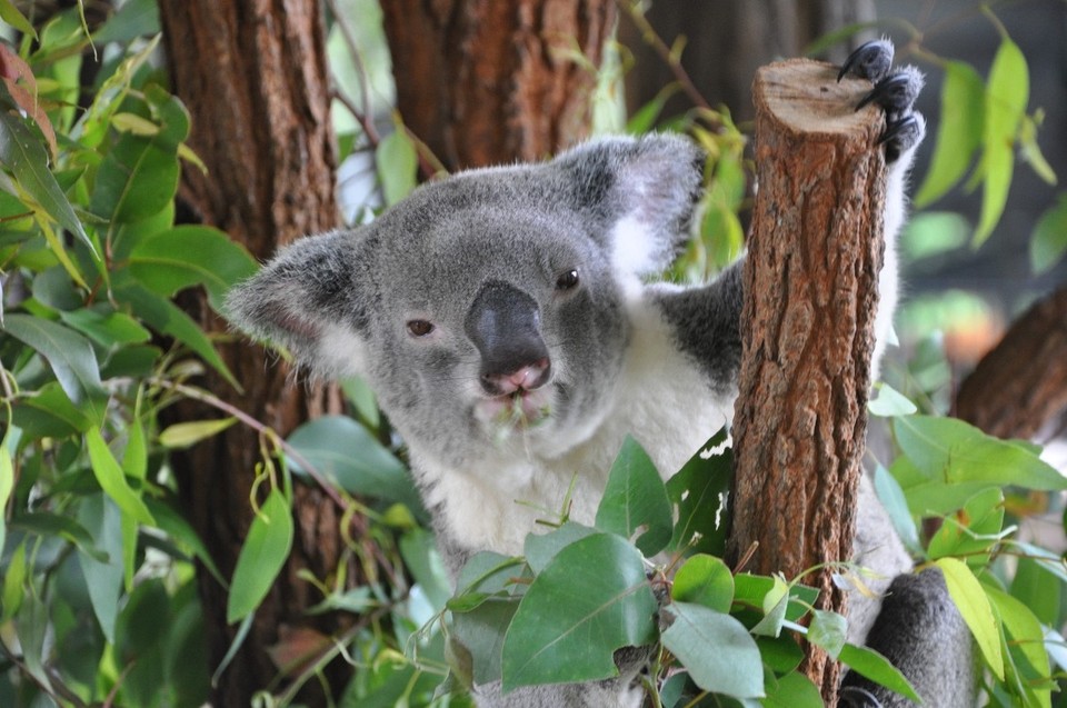 Australien - Noosa Heads - 