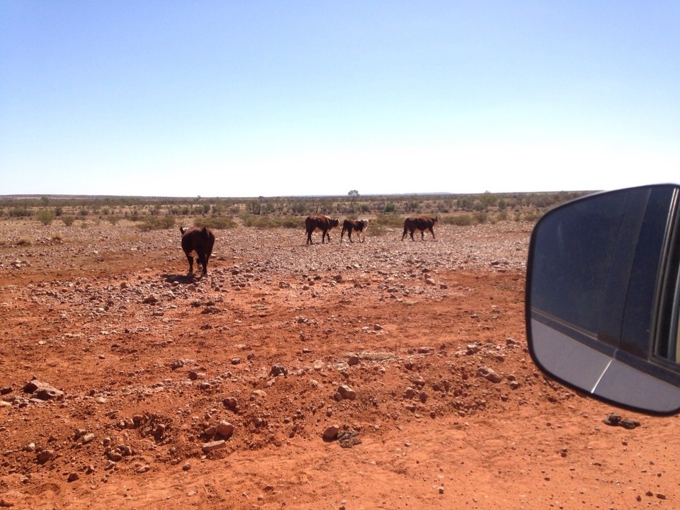 Australia - Algebuckina - Farm land  on the Oodnadatta Track