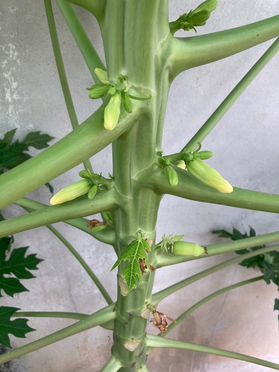 Thailand - Chiang Mai - Ah, so sieht also eine kleine Papaya aus 🤓