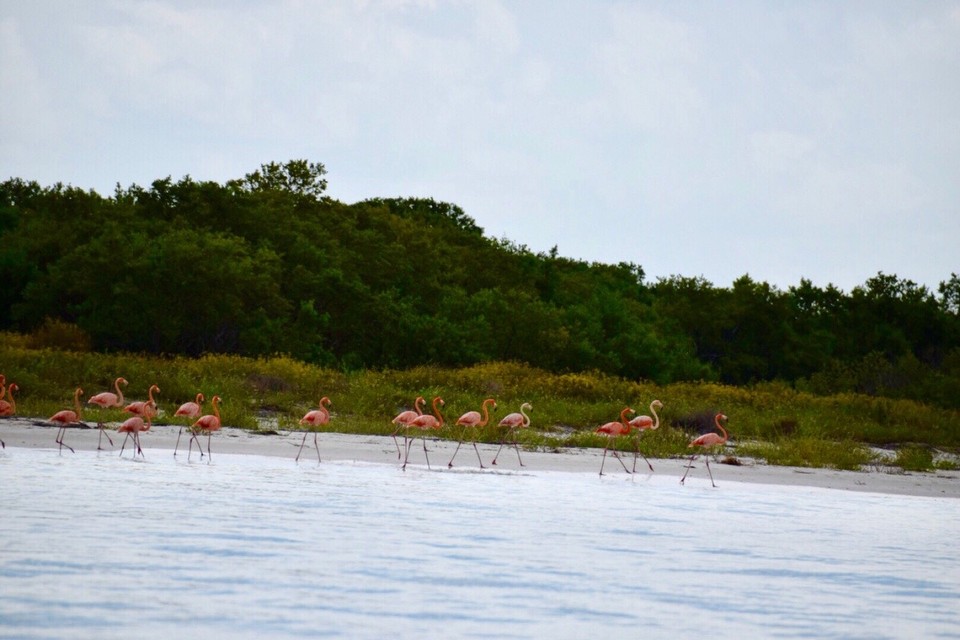  -  - Kurzer Bootsstop am Flamingostrand