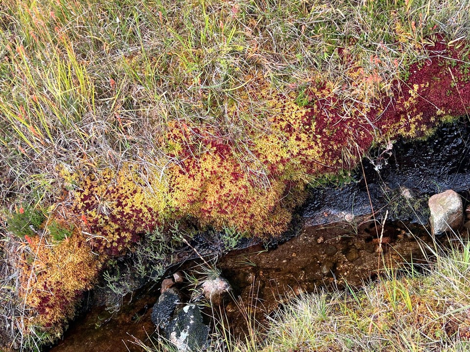 Vereinigtes Königreich - Ballachulish - 
