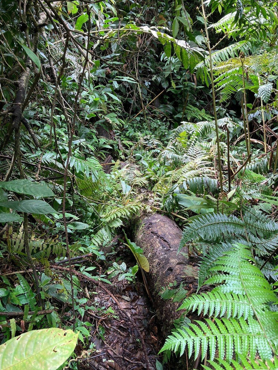 Malaysia - Tanah Rata - 