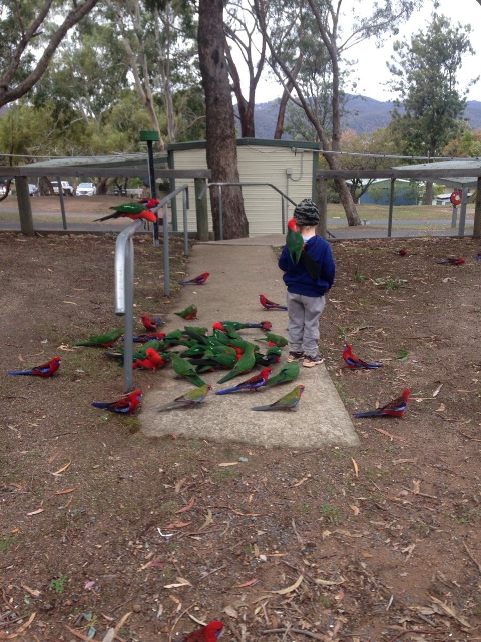 Australia - Burrinjuck - 