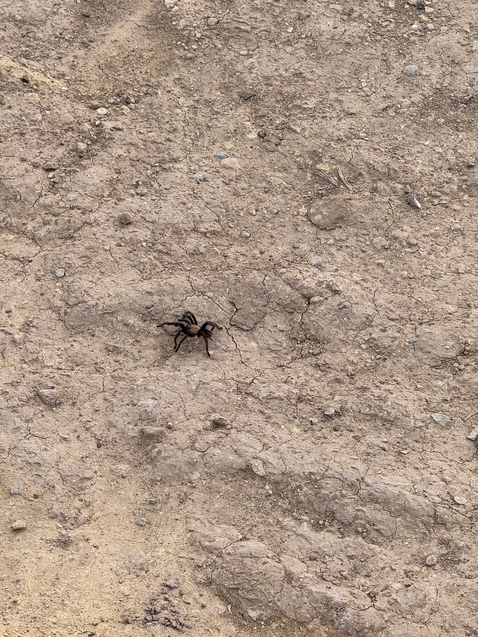 Vereinigte Staaten - Salt Lake City - Bim ufe laufe hemmer en Has gseh und wiet wäg en Wolf.☺️
Leider hemmer no die Spinne gseh, die esch riesig. Ich ha schnell chli krise gha und ha en riesige Boge um sie ume gmacht.😂