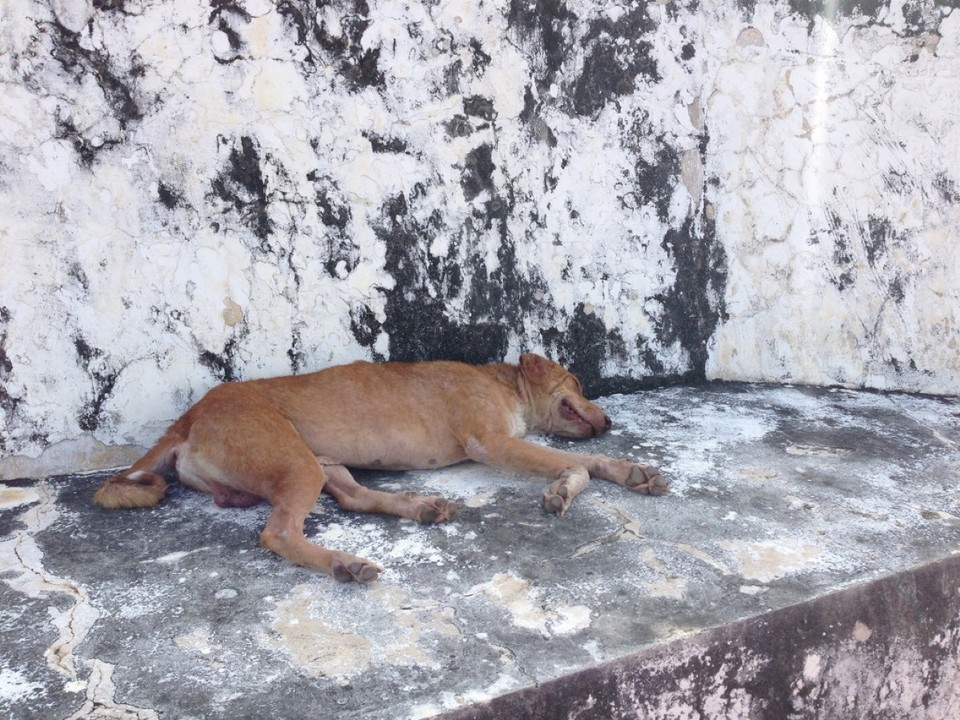 Thailand - Phra Nakhon Si Ayutthaya - 