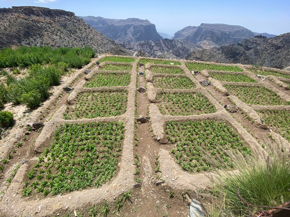Oman -  - 