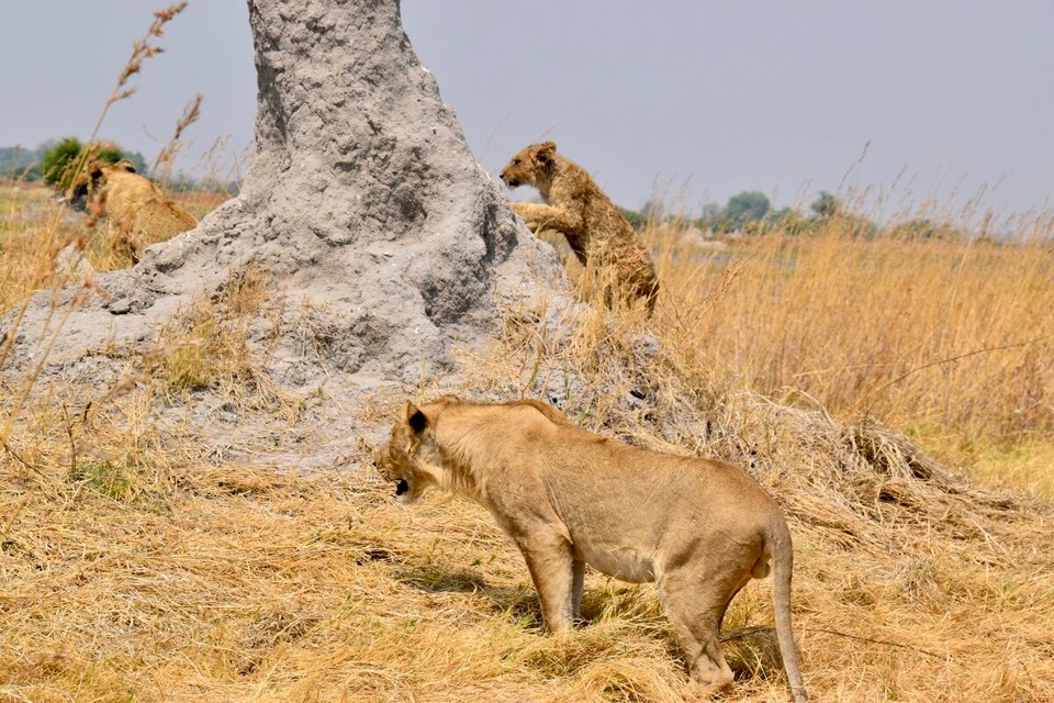 Botsuana -  - Faszinierend wie sie eine Herde Kaffernbüffel beobachteten, wahrscheinlich suchten sie sich schon ihr Abendessen aus.