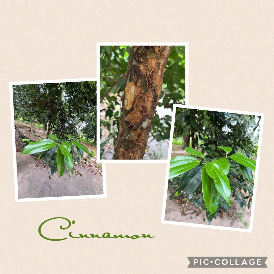 Tansania -  - 