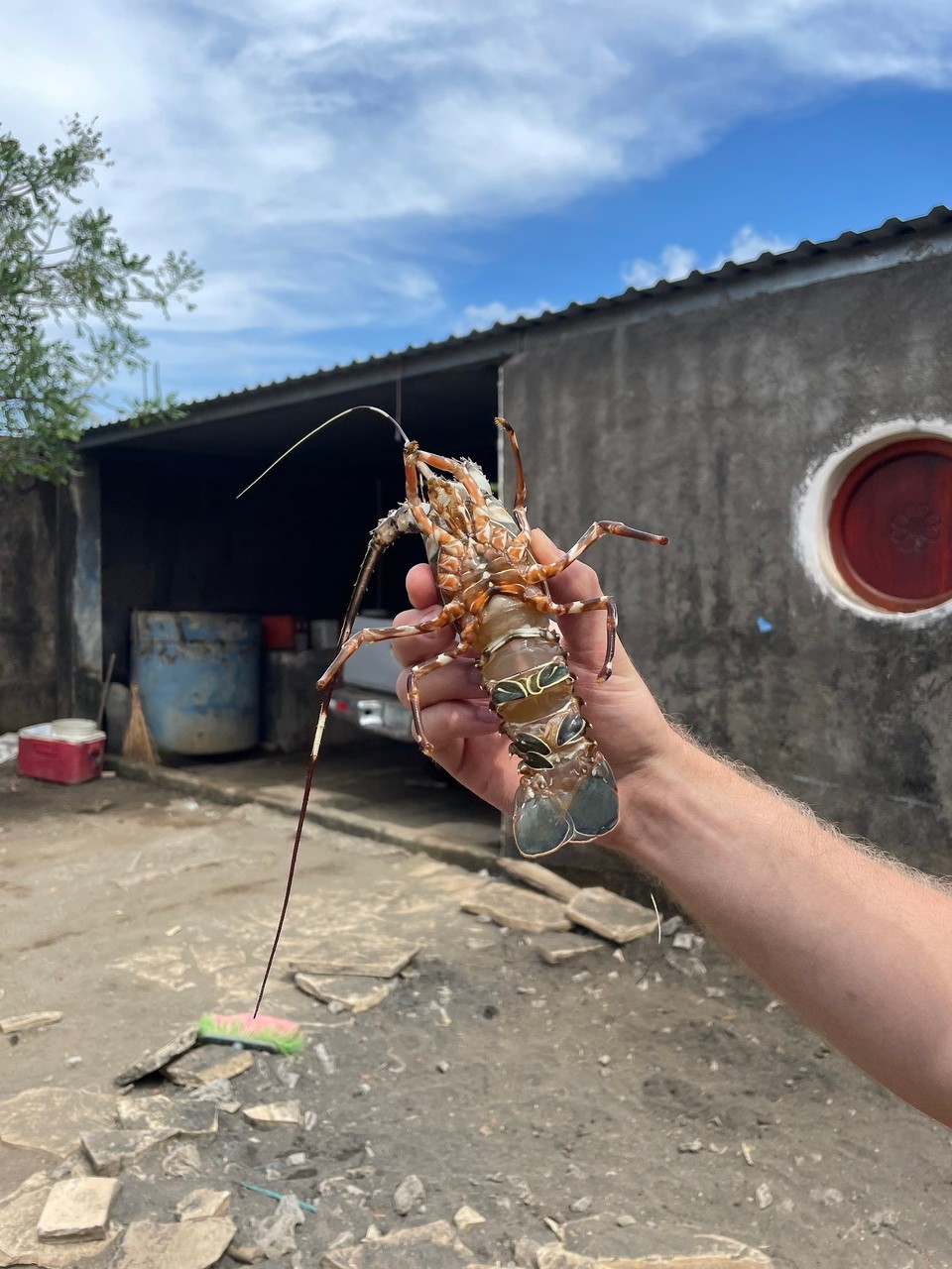 Nicaragua - Nagarote - Die Familien haben heute nur frischen nicaraguanischen Lobster gefangen - dann probieren wir uns wohl daran 😜