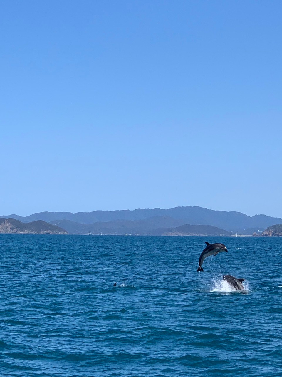 Neuseeland - Paihia - 
