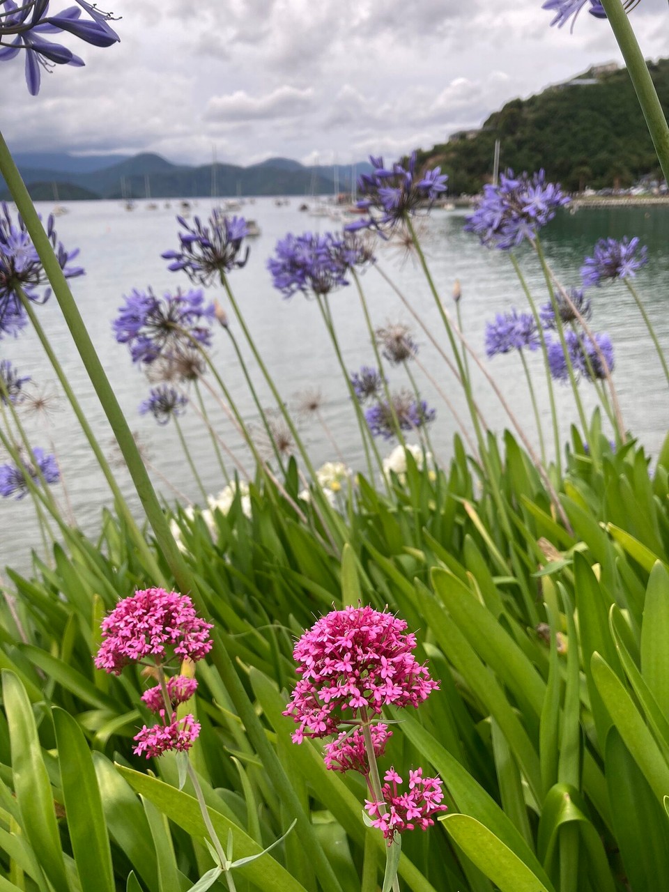 Neuseeland - Picton - 