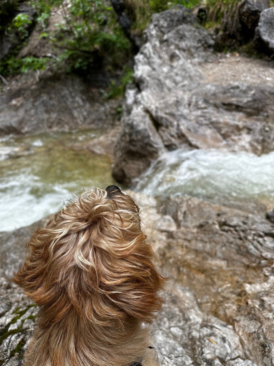 Österreich - Kufstein - Wasser! Lou schaut, wo das Geräusch des Wasserlaufs her kommt, das sich an den Felswänden bricht.
