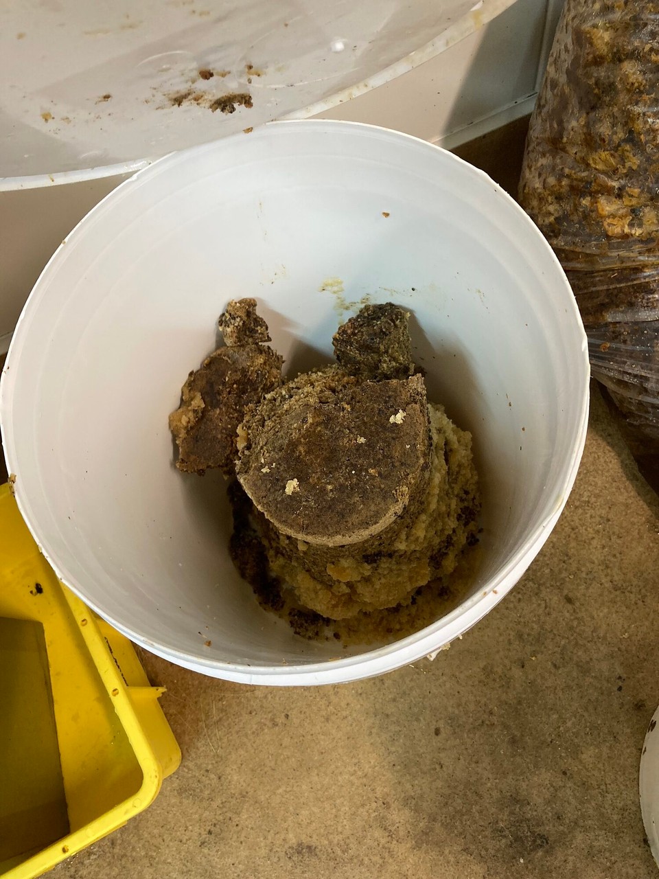 Neuseeland - Kaitaia - Abfallprodukt Wachs