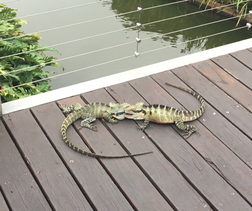 Ausztrália - Brisbane - 