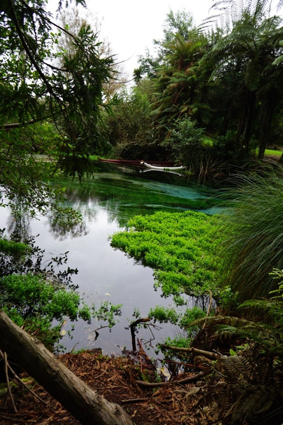 Neuseeland - Hamurana - 
