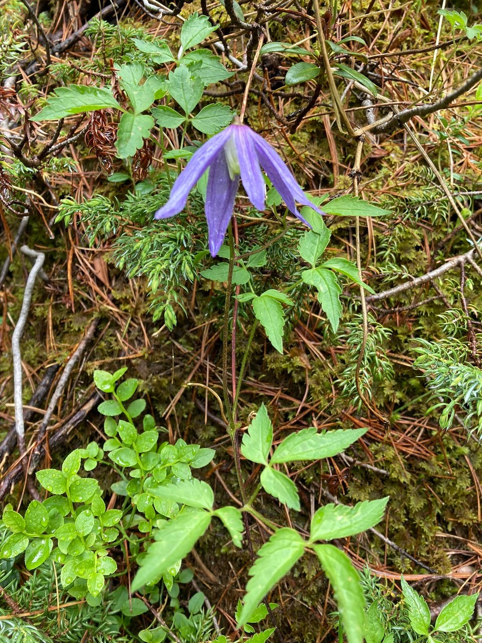 Italien - Rodeneck - Alpenwaldrebe in Gröden