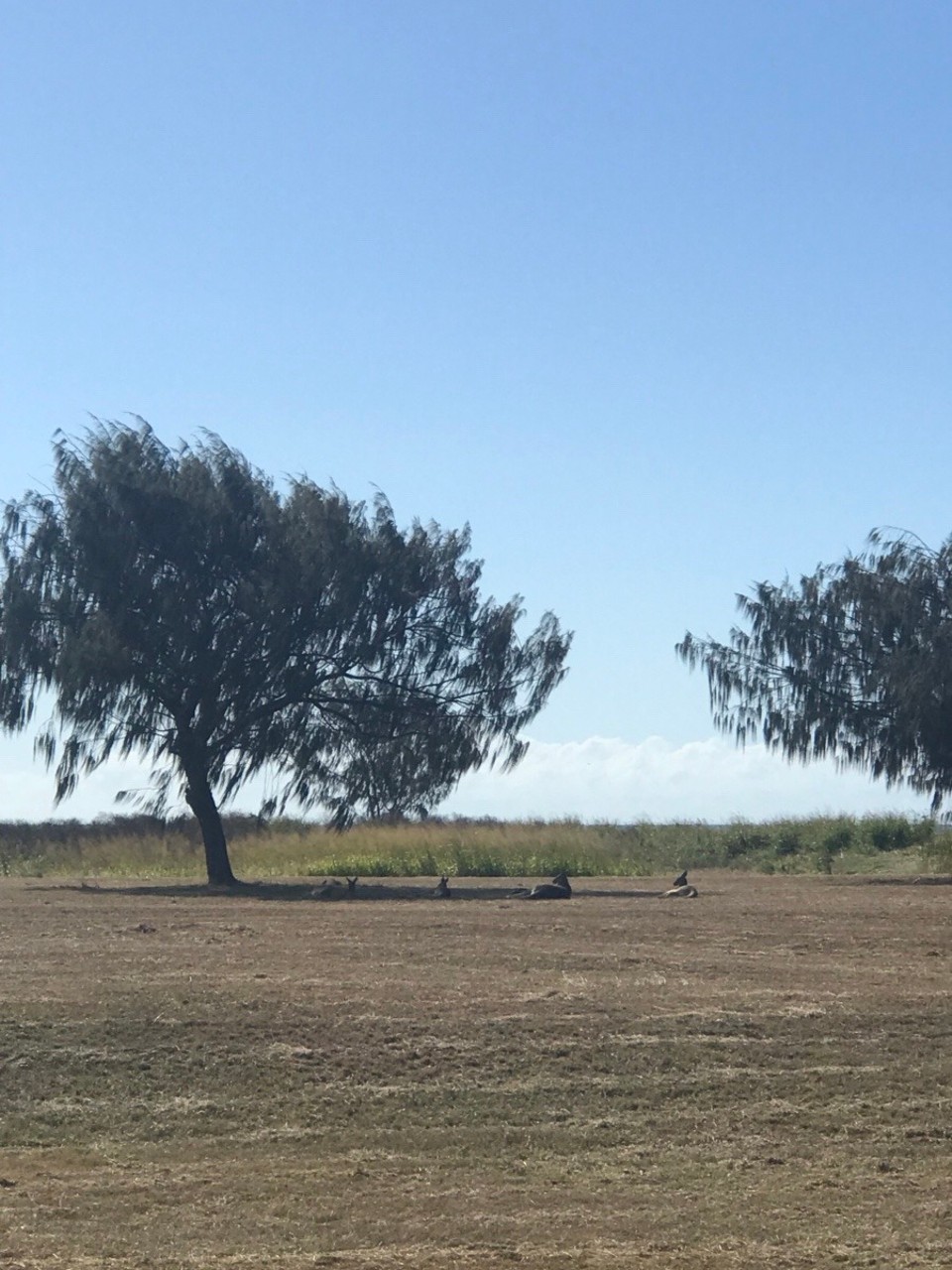 Australia - Bargara - Roos grazing by side of road 