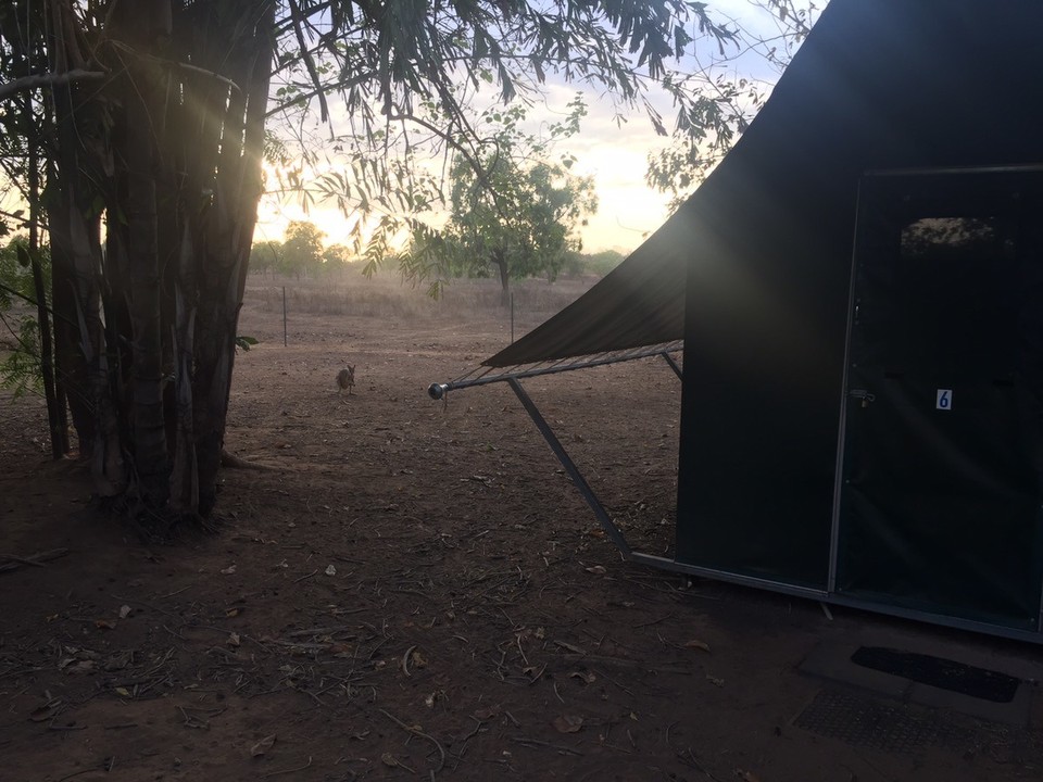  - Australia, Mt. Bundey Station - Este, amikor megérkeztünk a szállásra egy csomó wallabi fogadott minket. Hajnalban, amikor kimentem mosdóba, ott ugráltak el 2 méterre tőlem. :)