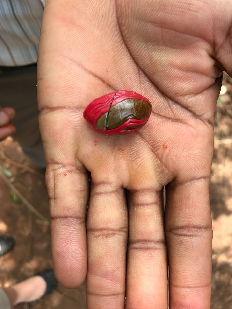 Tansania - Stonetown - Muskatnuss