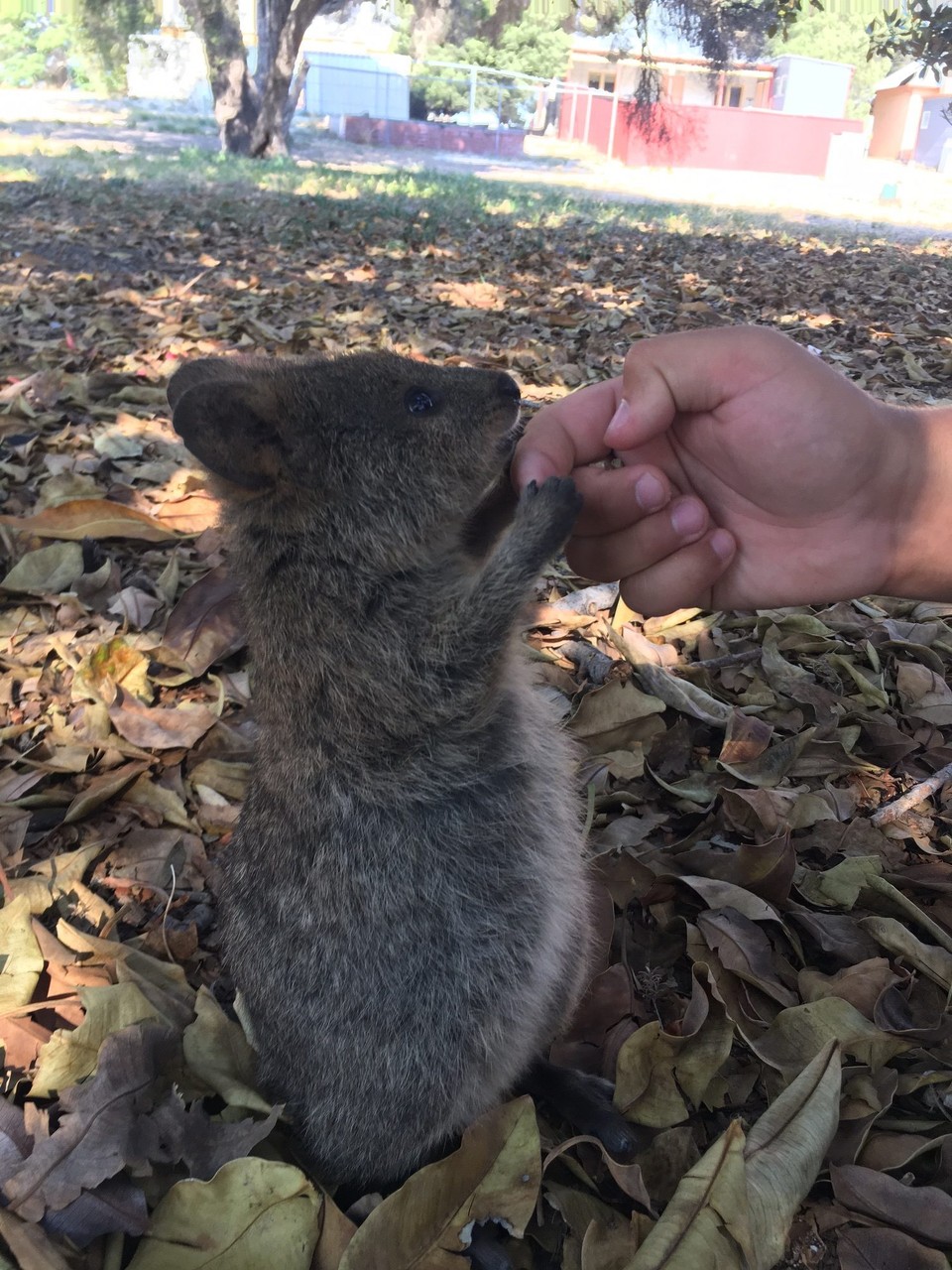 Australien - Rottnest Island - 