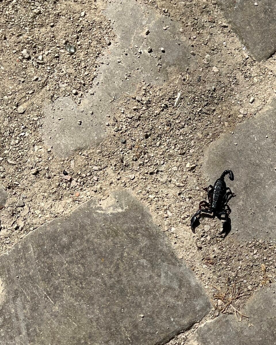 Kroatien - Oprtalj - Auf der Straße im Dorf entdeckt, hatte ich lebend noch nie gesehen!