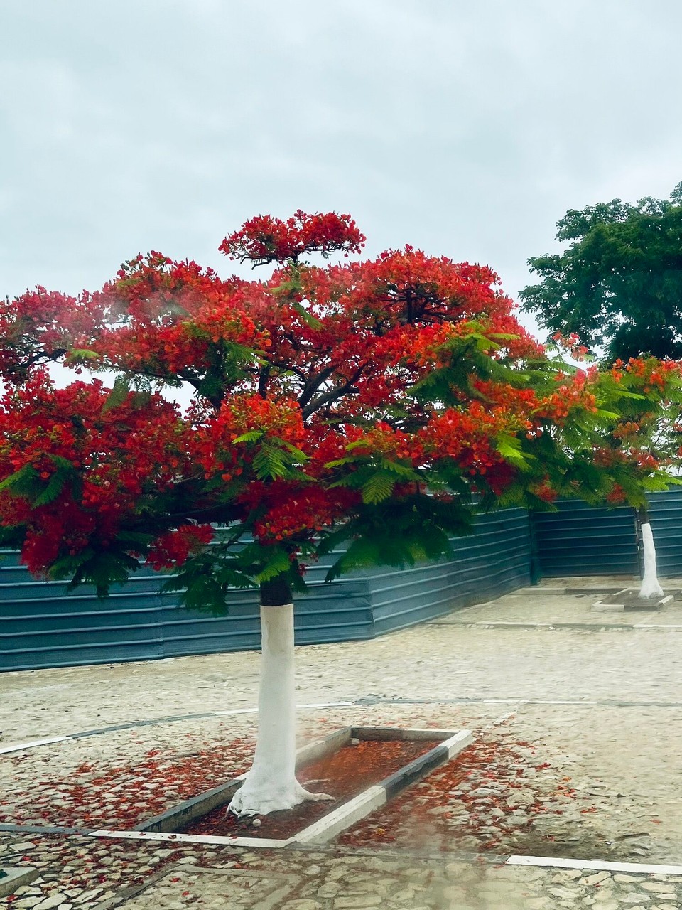 Angola -  - 