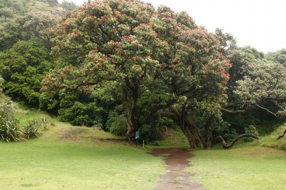 Neuseeland - Piha - 