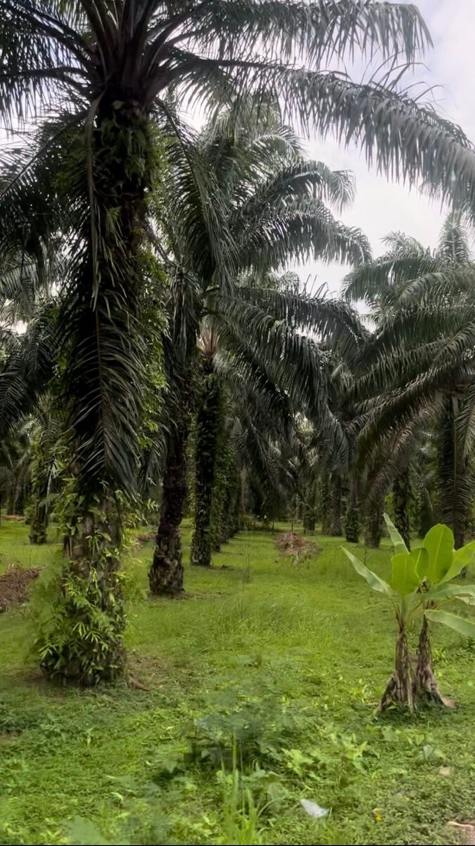 Thailand - Mueang Chumphon - Und immer wieder auf kleinen Straßen so viel grün 🥳