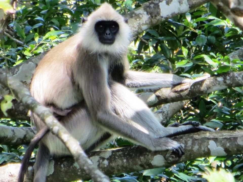 Sri Lanka - Udawalawe National Park - 