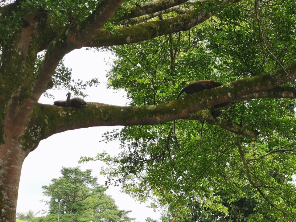 Singapur - Singapur - 