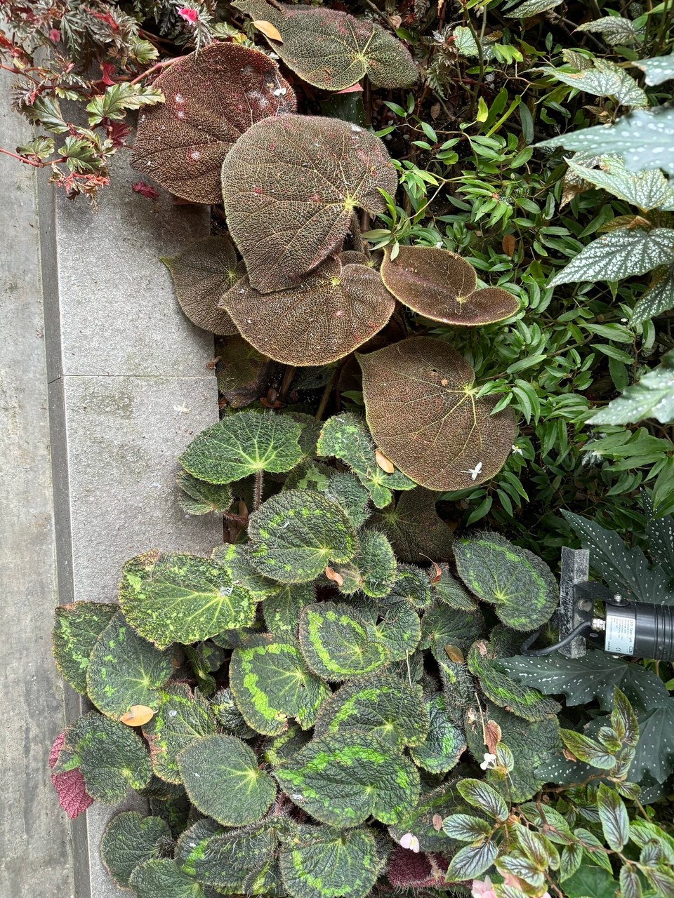 Singapur - Singapur - ruchs, billigs WC-Papier = Prix Garantie 😂